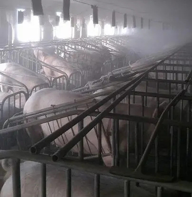 微雾降温系统 现代养猪场降温消毒的智能化解决方案