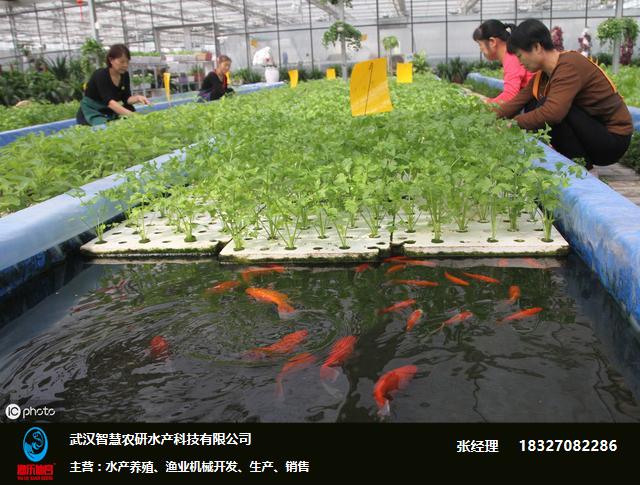 鱼菜共生技术-智慧农研